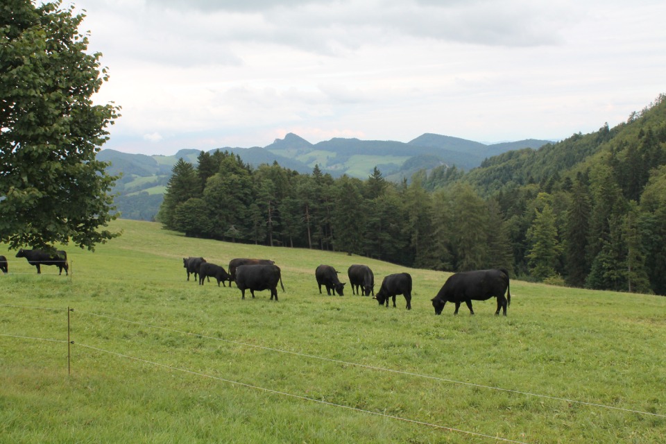 Waldweide-Idylle